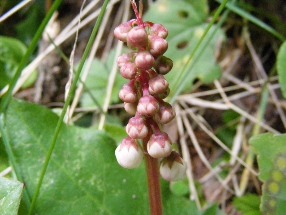 Pyrola minor / Piroletta minore